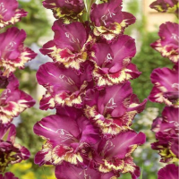 Гладиолус крупноцветковый Колор Клаб (Gladiolus Grandiflorus Color Club), 1 шт